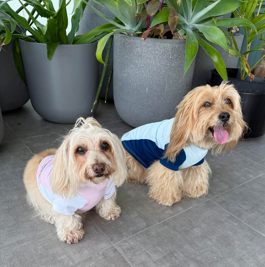 How to Protect Your Dog from the Sun: Lightweight Comfort Meets Smart UV Protection